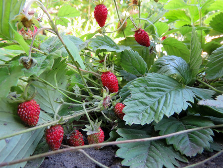 berries of juicy red strawberries on the bedの写真素材