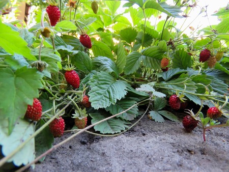 berries of juicy red strawberries on the bedの写真素材