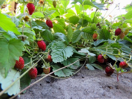 berries of juicy red strawberries on the bed