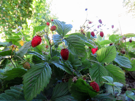 berries of juicy red strawberries on the bedの写真素材