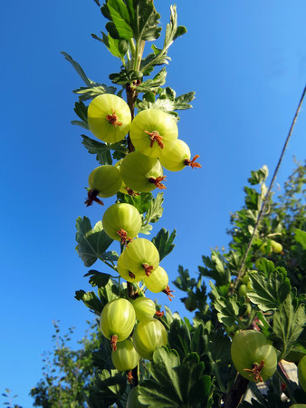 bush of gooseberry with berries in the gardenの写真素材