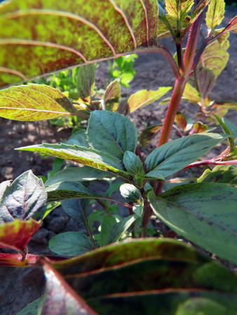 bush of fragrant basil on the garden in summerの写真素材