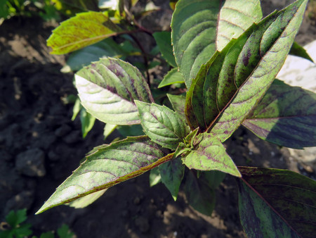 bush of fragrant basil on the garden in summerの写真素材