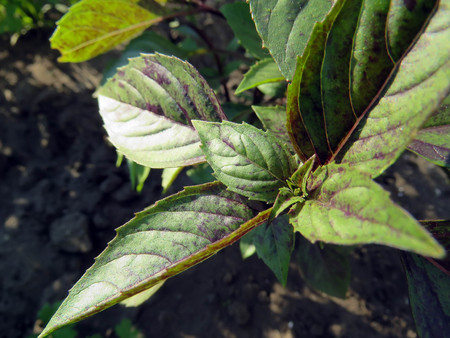 bush of fragrant basil on the garden in summerの写真素材
