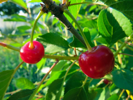 red cherries on a tree branch in summerの写真素材