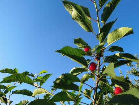 red cherries on a tree branch in summerの写真素材