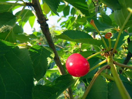 red cherries on a tree branch in summerの写真素材