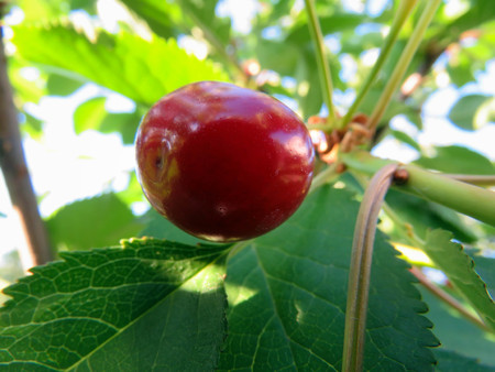 red cherries on a tree branch in summerの写真素材