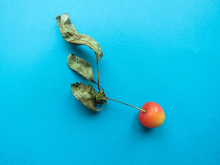 red cherries beautifully lie on a blue tableの写真素材