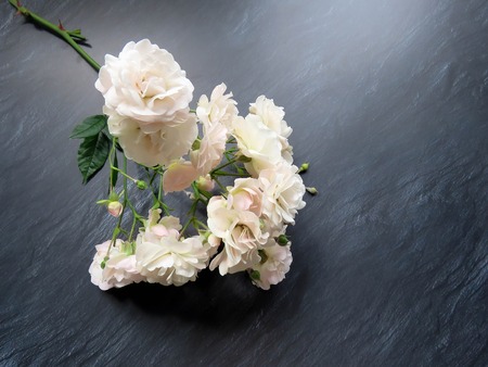 beautiful branch of white roses on a dark backgroundの写真素材