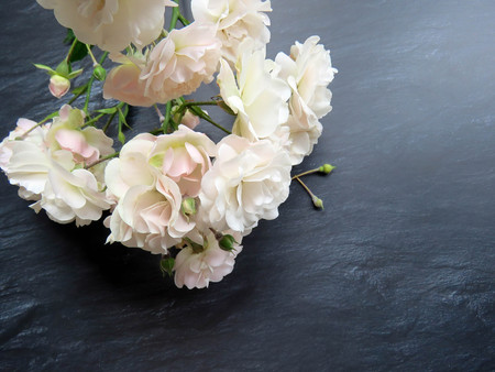 beautiful branch of white roses on a dark backgroundの写真素材