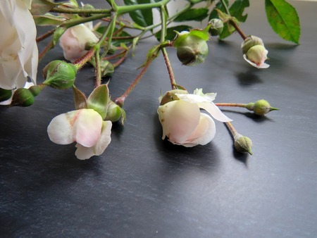 beautiful branch of white roses on a dark backgroundの写真素材