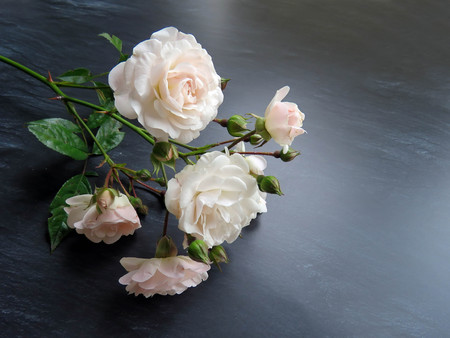 beautiful branch of white roses on a dark backgroundの写真素材