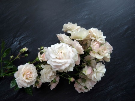 beautiful branch of white roses on a dark backgroundの写真素材