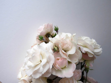 beautiful lush branch of a white roseの写真素材