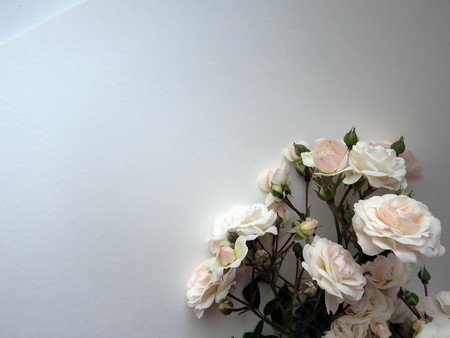 beautiful lush branch of a white roseの写真素材