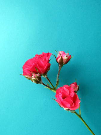 beautiful lush branch of a red roseの写真素材