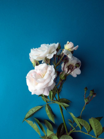 beautiful lush branch of a white roseの写真素材