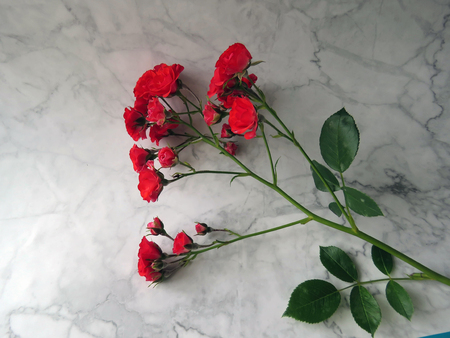 beautiful lush branch of a red roseの写真素材
