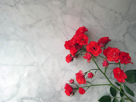 beautiful lush branch of a red roseの写真素材