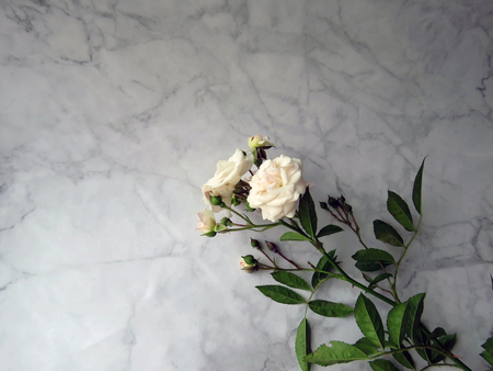 beautiful lush branch of a white roseの写真素材