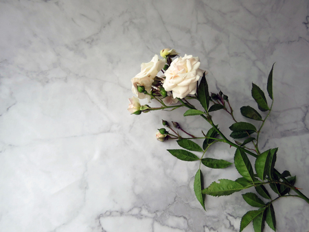 beautiful lush branch of a white roseの写真素材