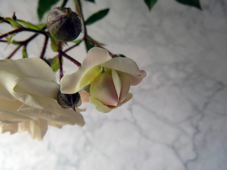beautiful lush branch of a white roseの写真素材