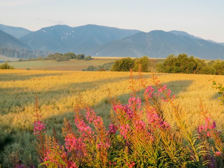 summer dawn in the mountainsの写真素材