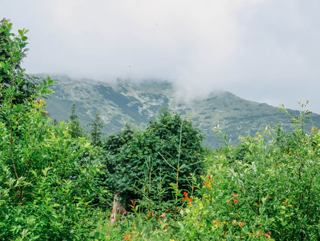 mountain forest in rainy weatherの写真素材