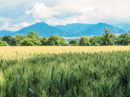 wheat field and blue mountains in summerの写真素材
