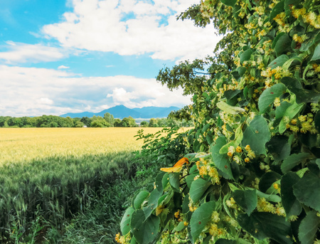 wheat field and blue mountains in summerの写真素材