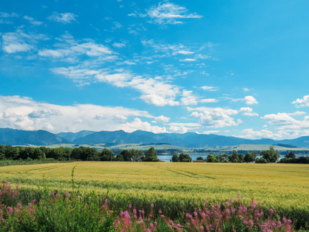 wheat field and blue mountains in summerの写真素材