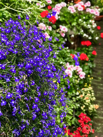 Photo taken with Focos, vases with colorful flowers in the shopの写真素材