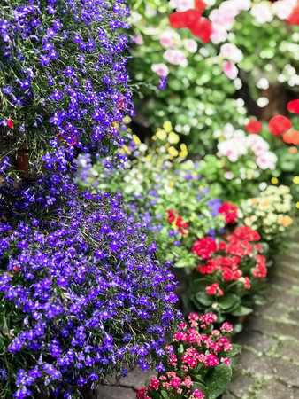 Photo taken with Focos, vases with colorful flowers in the shopの写真素材