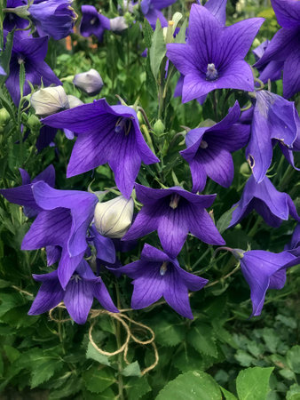 the Blue bells in the garden at the cottageの写真素材