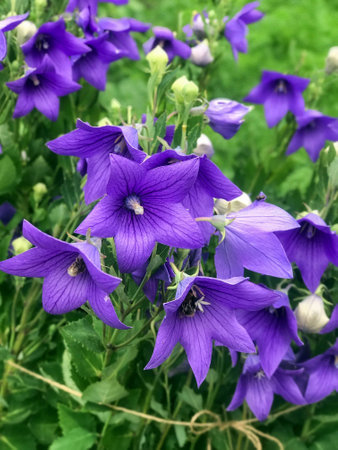 the Blue bells in the garden at the cottageの写真素材