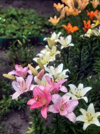 Photo taken with Focos, tender lilies in the garden at the cottageの写真素材