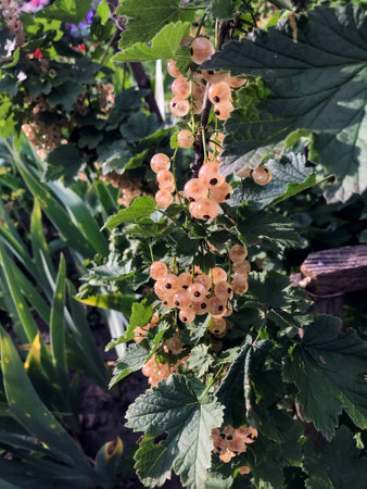the White currant berries on a Bush in the gardenの写真素材