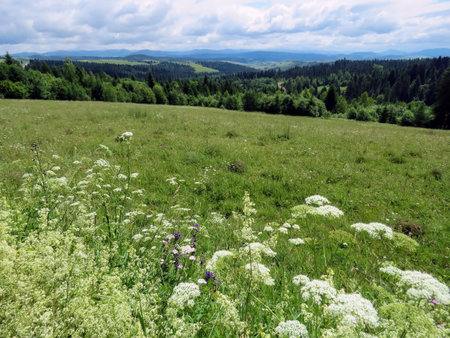 the summer landscape in the mountains of the Carpathiansの写真素材