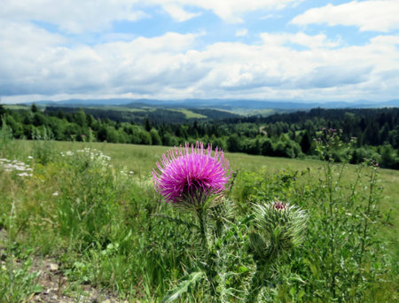 the summer landscape in the mountains of the Carpathiansの写真素材