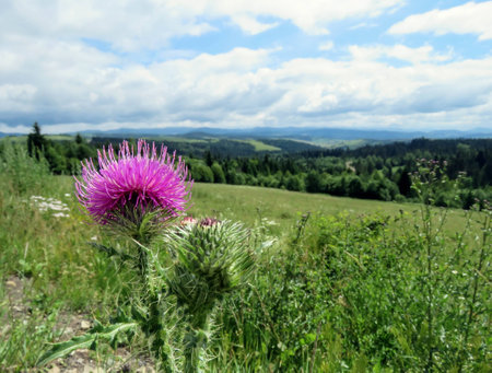 the summer landscape in the mountains of the Carpathiansの写真素材