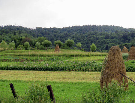 the summer landscape in the mountains of the Carpathiansの写真素材