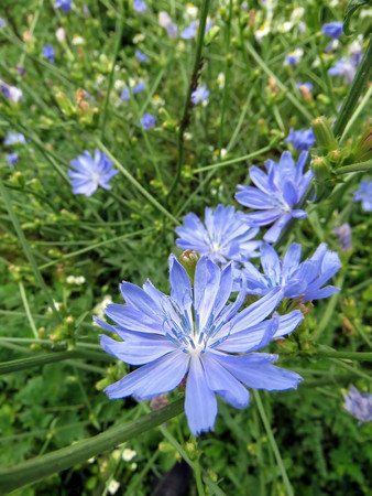 the summer beautiful wildflowers in the fieldの写真素材