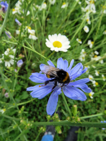 the summer beautiful wildflowers in the fieldの写真素材