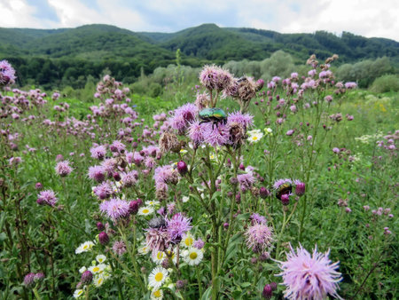 the summer landscape in the mountains of the Carpathiansの写真素材