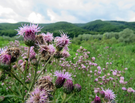 the summer landscape in the mountains of the Carpathiansの写真素材