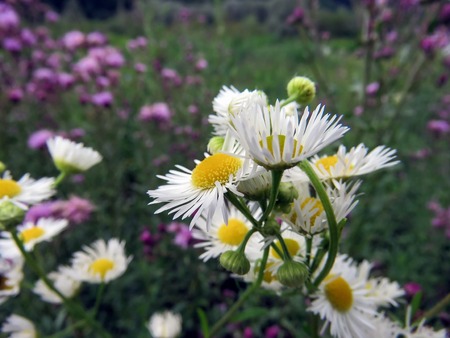 the summer beautiful wildflowers in the fieldの写真素材