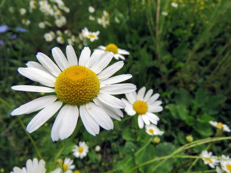 the summer beautiful wildflowers in the fieldの写真素材