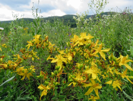 the summer landscape in the mountains of the Carpathiansの写真素材