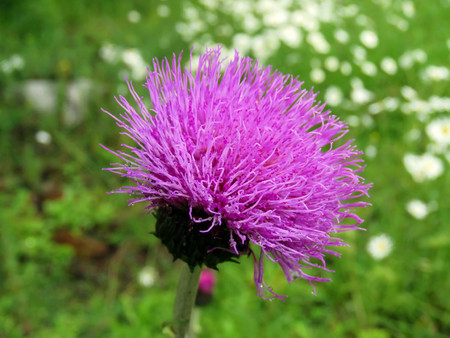 the summer beautiful wildflowers in the fieldの写真素材